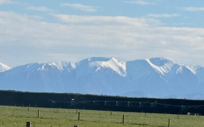 Chasing Mountains, Finding Cows