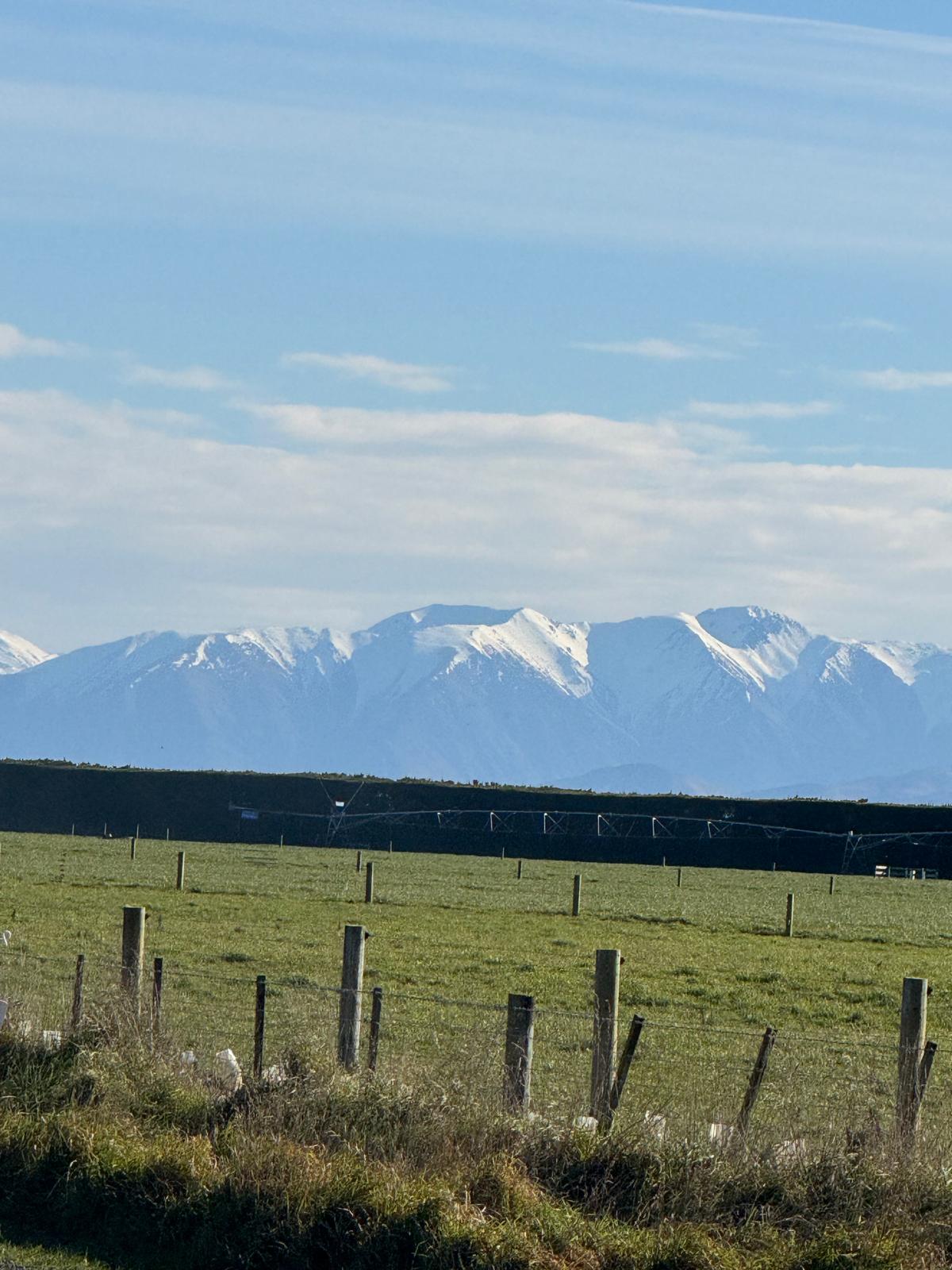 Chasing Mountains, Finding Cows